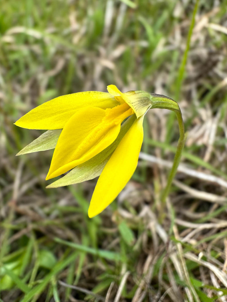 Diuris pedunculata