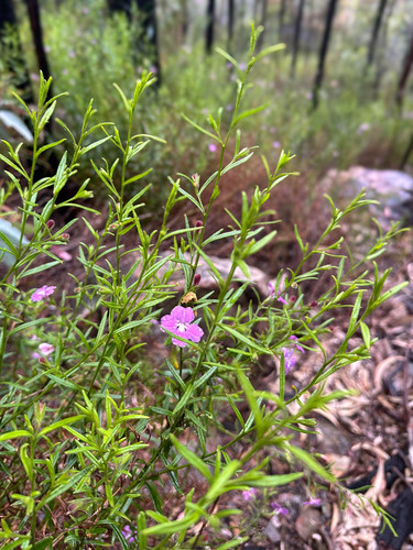 Coopernookia barbata (Coopernookia barbata)
