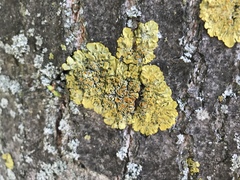 Xanthoria parietina