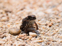 Bufotes viridis sitibundus