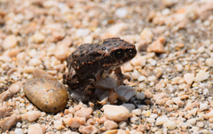 Bufotes viridis sitibundus
