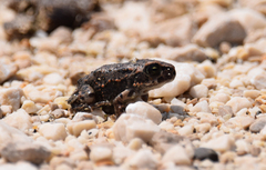 Bufotes viridis sitibundus