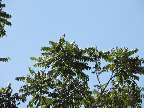 Cedrela odorata - Leaves
