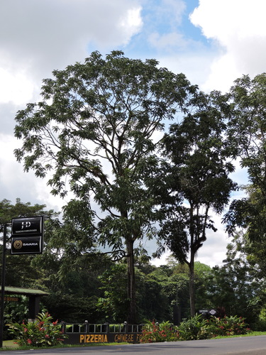 Cedrela odorata - Whole tree