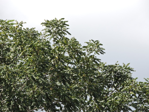 Cedrela odorata - Leaves
