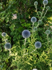 Echinops bannaticus