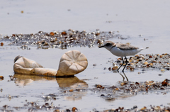 Charadrius alexandrinus