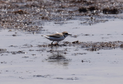 Charadrius alexandrinus