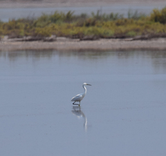 Egretta garzetta