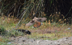 Cercotrichas galactotes