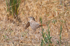 Cercotrichas galactotes