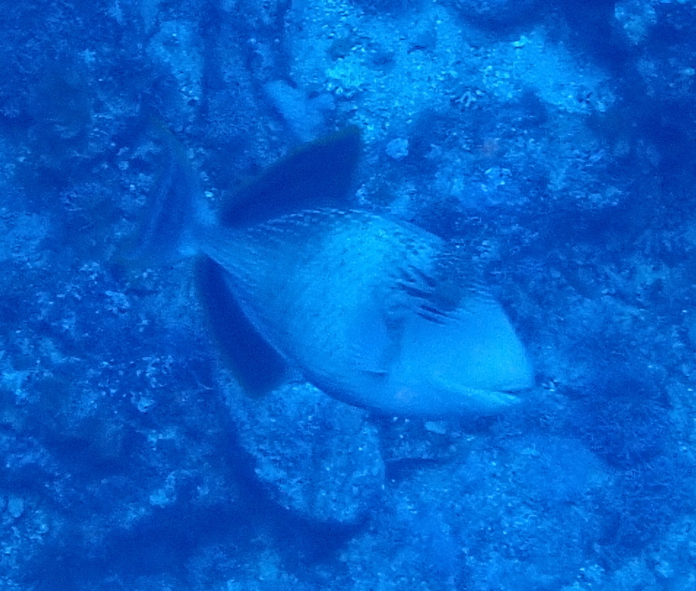Yellowmargin Triggerfish