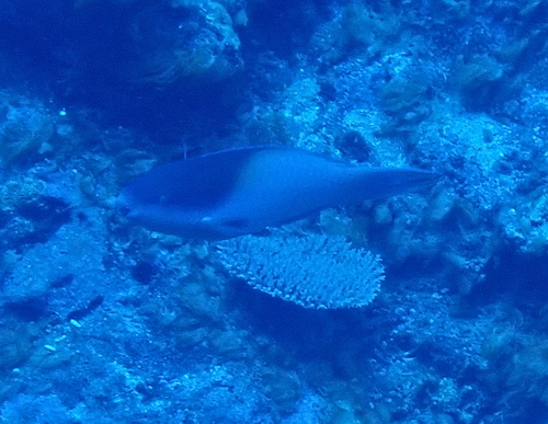 Forsten's Parrotfish