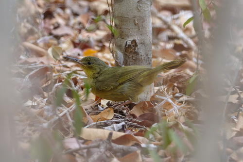 Long-billed Bernieria (Bernieria madagascariensis), photo 4