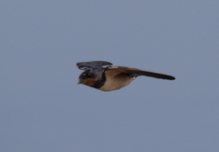 Hirundo rustica