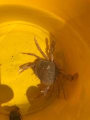 Liocarcinus holsatus