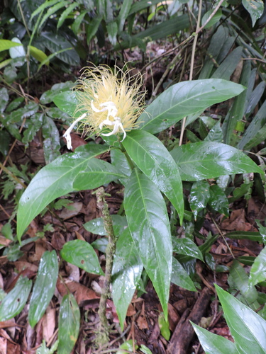Justicia croceochlamys, photograph 3