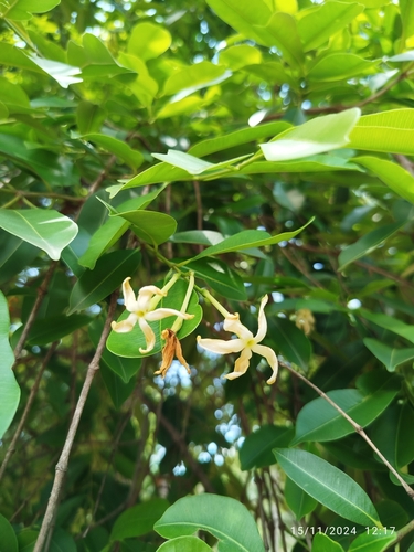 Hancornia speciosa