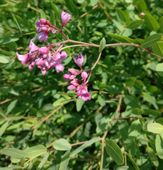 Apocynum venetum