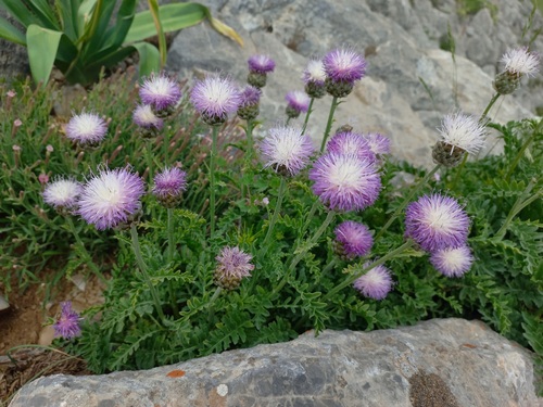 Rhaponticum aulieatense