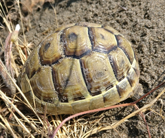 Testudo graeca