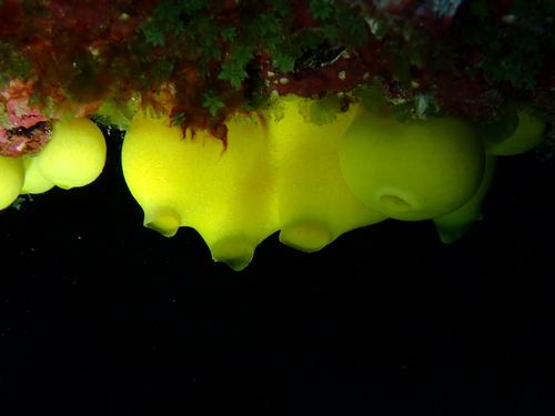 Lemon Sponge
