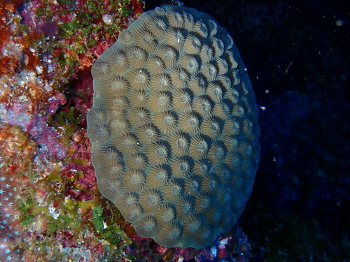 Diploastrea heliopora