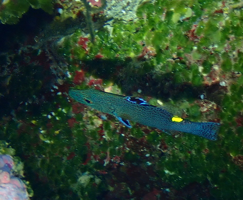 Arrowhead Soapfish