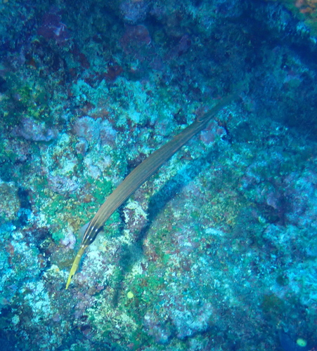 Pacific Trumpetfish