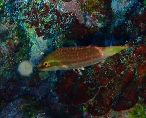 Ringtail Maori Wrasse