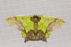 Agathia codina