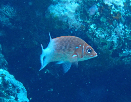 Tailspot Squirrelfish