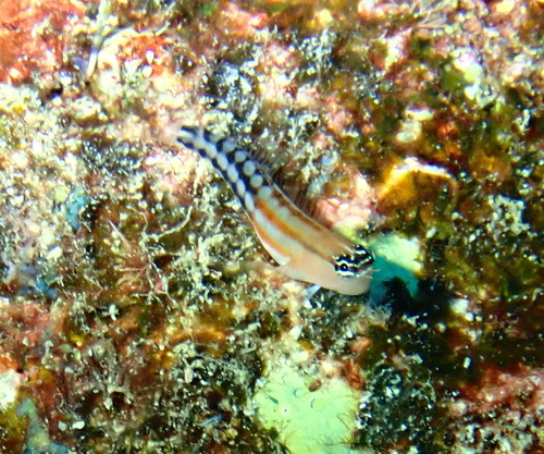 Fiji Clown Blenny