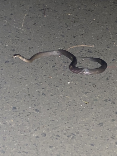 Golden-crowned Snake sighting