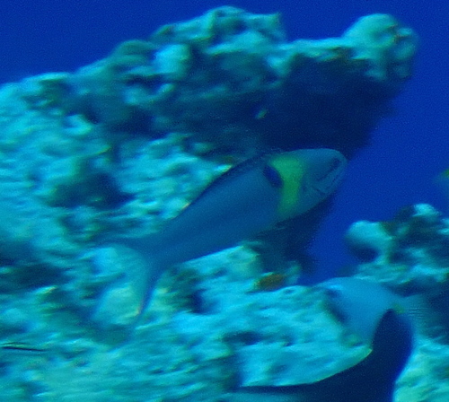 Blue-headed Wrasse