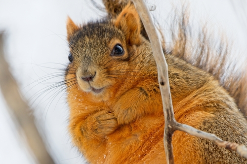Eastern Fox Squirrel, photo 6 of 9