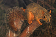 Fox Squirrel photo 4