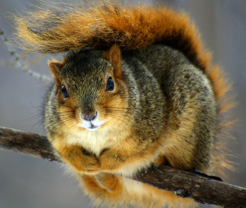 Eastern Fox Squirrel, photo 7 of 9