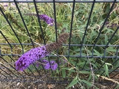 Buddleja davidii
