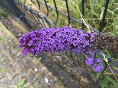 Buddleja davidii