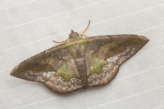 Fascellina meligerys