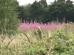 Chamaenerion angustifolium