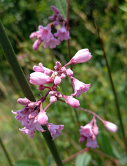 Apocynum venetum