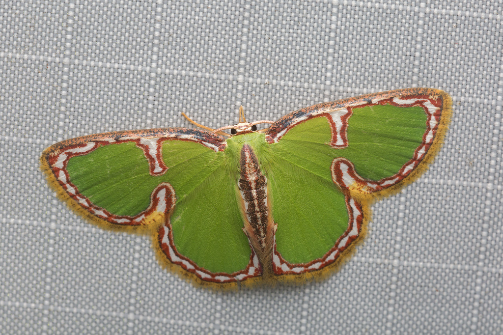 Comostola cedilla