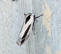 Creatonotos gangis-interrupta agg
