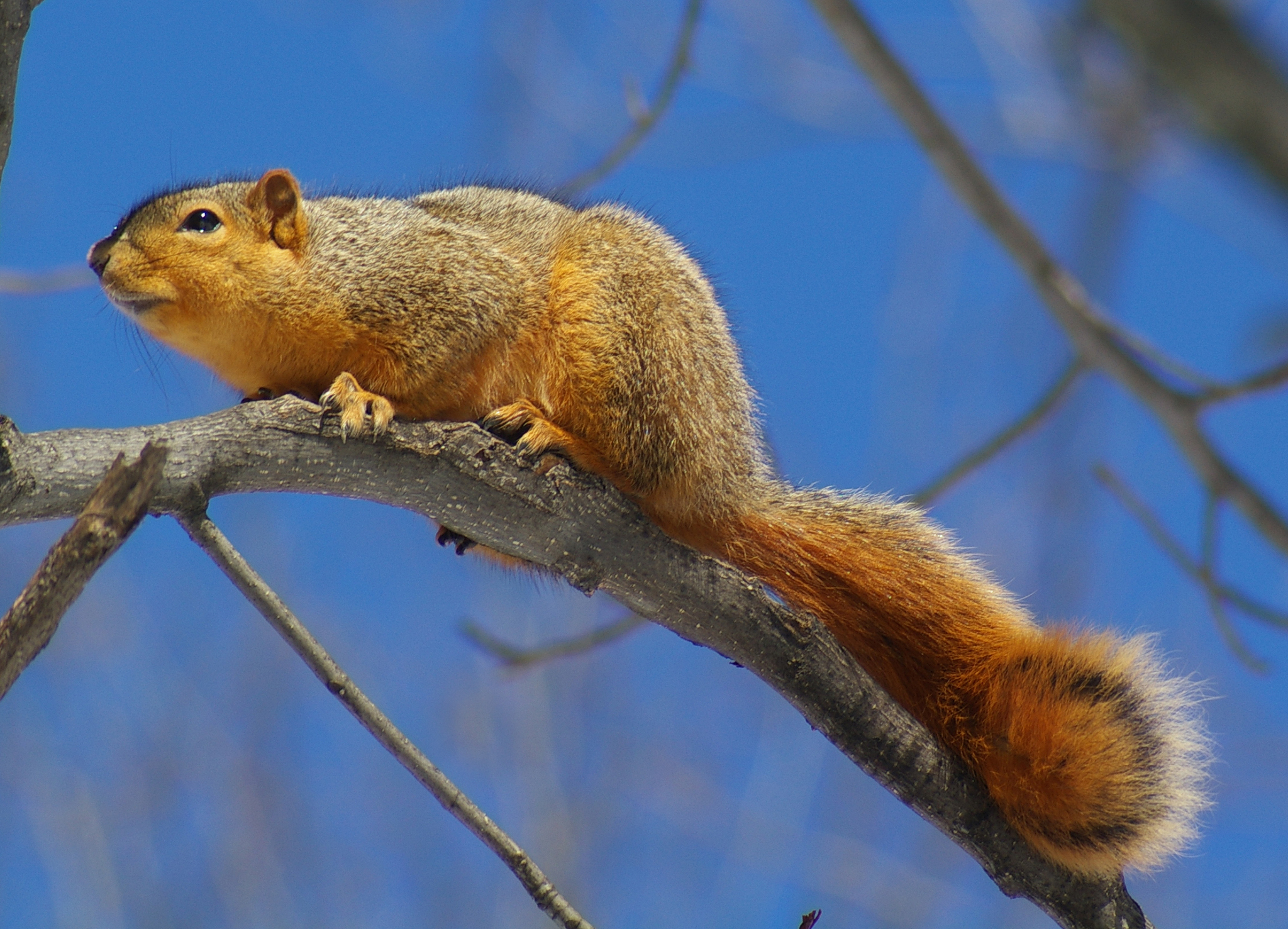 Eastern Fox Squirrel (Sciurus niger) · iNaturalist