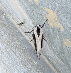 Creatonotos gangis-interrupta agg