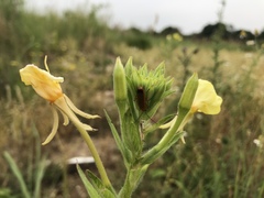 Oenothera biennis