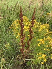 Rumex crispus