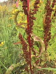 Rumex crispus
